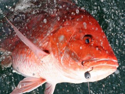 Alabama Announces Additional Days of Red Snapper Season for Private Anglers