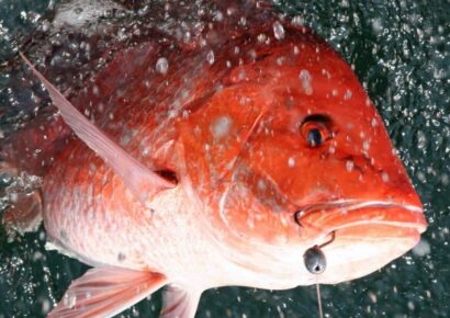 Alabama Announces Additional Days of Red Snapper Season for Private Anglers