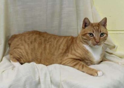 PAHS’ Featured Pet this Week is Tang, Who Appears to be a Relative of Garfield!