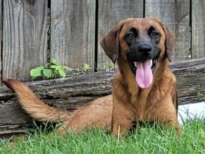 HSEC Pet of the Week: Meet Amelia! Lots of Energy, Good with Other Dogs, but Not Cats