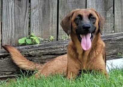 HSEC Pet of the Week: Meet Amelia! Lots of Energy, Good with Other Dogs, but Not Cats