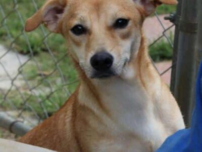 HSEC Pet of the Week: Meet Dakota! A Bit Shy at First, but Warms up Quickly