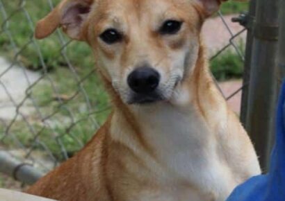 HSEC Pet of the Week: Meet Dakota! A Bit Shy at First, but Warms up Quickly