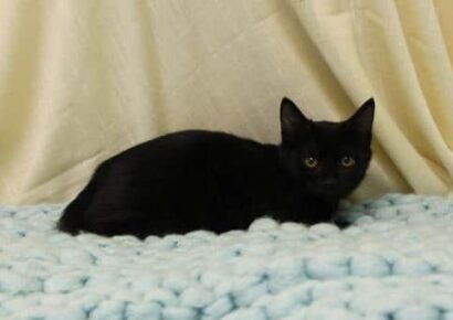 PAHS Pet of the Week: Meet Darlene! Hard Start in Life, Needs a New Chance