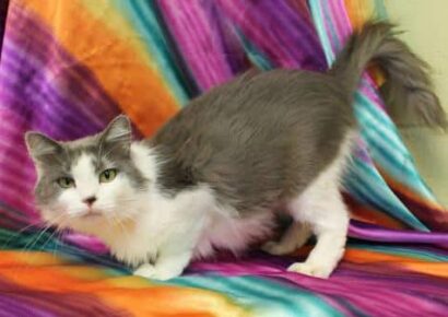 PAHS Pet of the Week: Meet Pops! Gorgeous Green Eyed Lady, Owners were Moving And Could Not Take her With Them