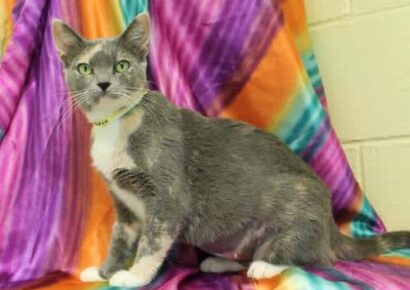 PAHS Featured Pet of the Week is a Beautiful Cat Named Satin