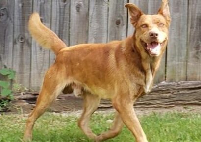 HSEC Pet of the Week: Meet Balto! Inquisitive Boy, Needs a Good Fence