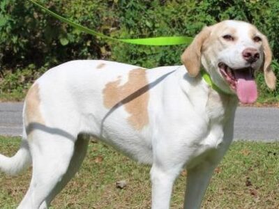 PAHS Pet of the Week: Meet Buttercup! Friendly, Affectionate and Well-Behaved