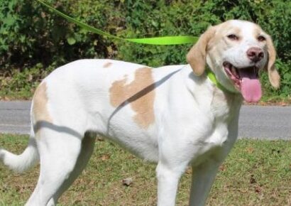 PAHS Pet of the Week: Meet Buttercup! Friendly, Affectionate and Well-Behaved