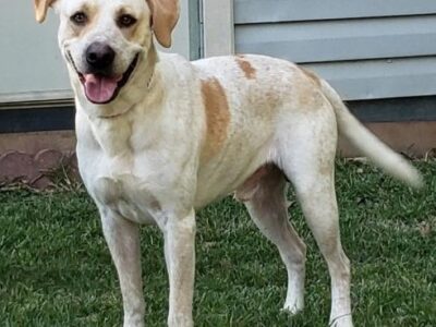 HSEC PET OF THE WEEK: Meet Clyde! Laid Back, Handsome and Good Manners