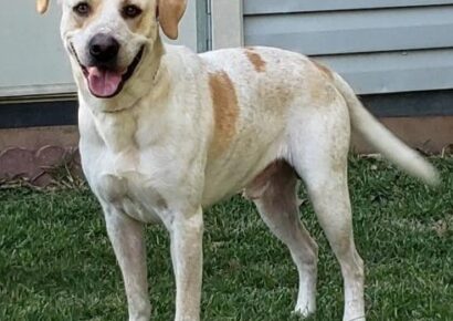 HSEC PET OF THE WEEK: Meet Clyde! Laid Back, Handsome and Good Manners