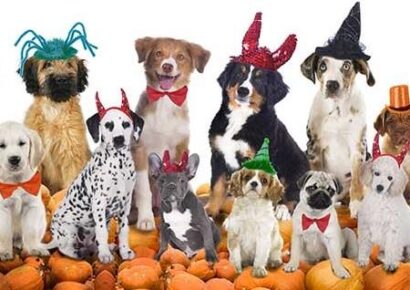 Halloween Can Be Risky for Pets; Avoid Access to Candy, Chocolate