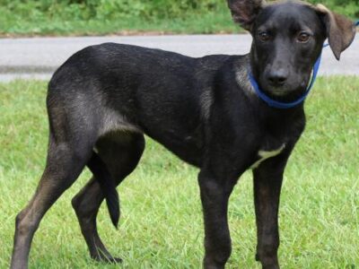 PAHS Pet of the Week: Meet Layla! Frisky, Playful dog who Needs a Nice Fence