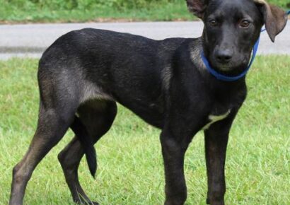 PAHS Pet of the Week: Meet Layla! Frisky, Playful dog who Needs a Nice Fence