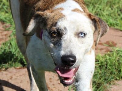 HSEC Pet of the Week: Meet Macy! Active, Playful Girl Who Loves the Water and Activity