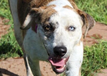 HSEC Pet of the Week: Meet Macy! Active, Playful Girl Who Loves the Water and Activity