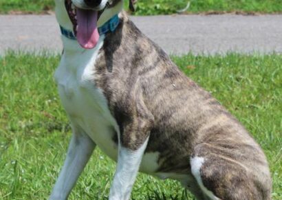 PAHS Pet of the Week: Meet Maggie! Greyhound Mix, a Pretty Girl and Sweetheart of a Dog