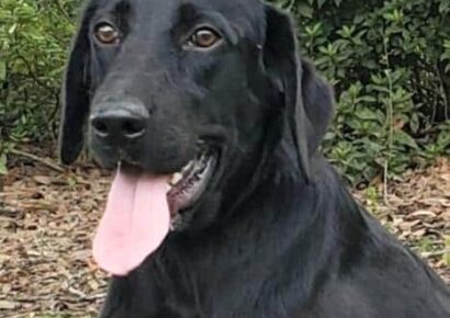 HSEC Pet of the Week – Meet Motley: Lots of Energy to Burn Like a Big, Goofy Teenager