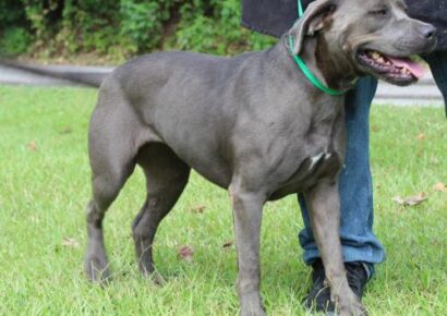 PAHS Pet of the Week: Meet Precious! Friendly, Good with Older Kids, Big Dogs