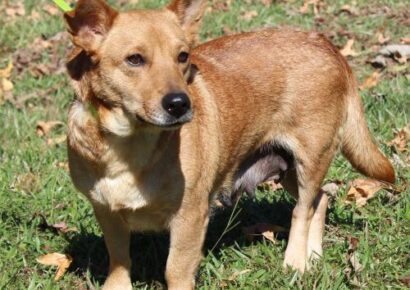 PAHS Pet of the Week: Meet Ginger! Recovered Now after Being Hit By Car