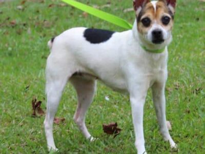 PAHS Pet of the Week: Meet KK! Family Was Moving and Couldn’t Take her