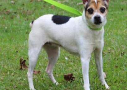 PAHS Pet of the Week: Meet KK! Family Was Moving and Couldn’t Take her