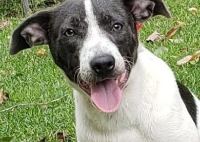 HSEC Pet of the Week: Meet Kim! Happy, Loving and Loves to Play