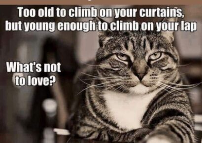 Old Pets Need Love, Too: November is Adopt a Senior Pet Month