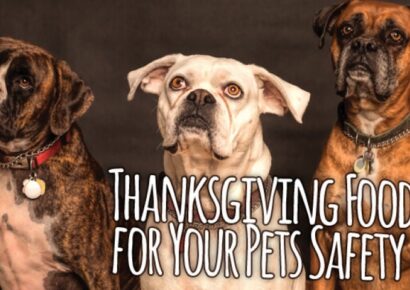 HSEC NEWS: Thanksgiving Safety Planning Should Include Your Pets