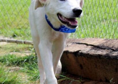 HSEC Pet of the Week: Meet Thomas; Laid-back, Friendly and Good with Dogs or Cats