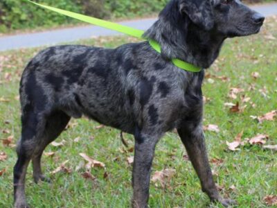 PAHS Pet of the Week: Meet Wayne! Would Be Good With Older Children