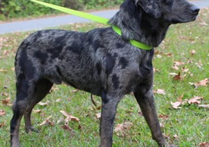 PAHS Pet of the Week: Meet Wayne! Would Be Good With Older Children