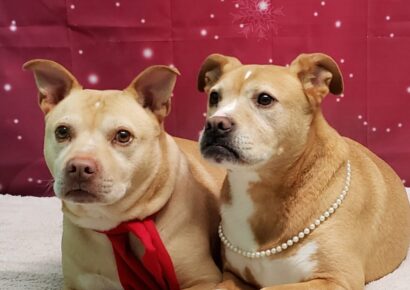 HSEC Pets of the Week: Bonded Pair Courtney and Cade Need a Home for Christmas