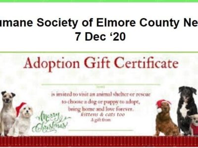 Pets for Christmas Presents? It is a Serious Commitment with Money, Time and Patience