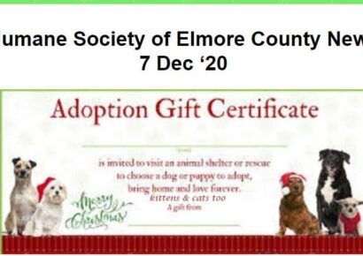 Pets for Christmas Presents? It is a Serious Commitment with Money, Time and Patience