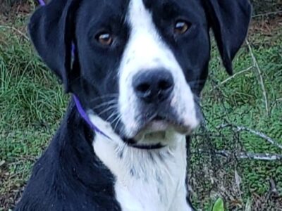 HSEC Pet of the Week: Meet Darby! A Bit Shy at First, But Sweet with Other Dogs