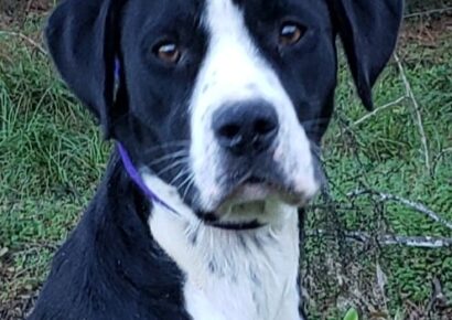 HSEC Pet of the Week: Meet Darby! A Bit Shy at First, But Sweet with Other Dogs