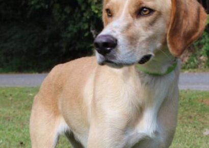 PAHS Pet of the Week! Meet Flash: Lab/Bird Dog Mix is Well Behaved, Leash Trained