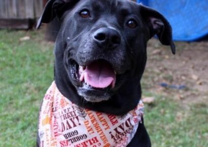 HSEC Pet of the Week: Meet Gypsy! Best in an Adult Only Home