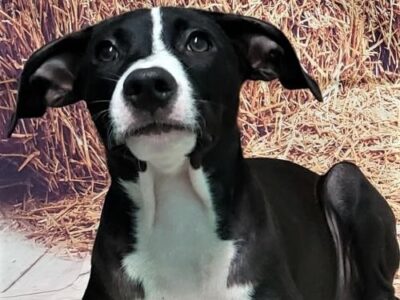 HSEC Pet of the Week: Meet Jumba! Dumped at a Hunting Camp, He Needs a New Loyal Family