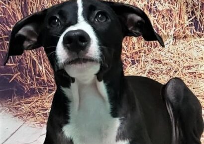 HSEC Pet of the Week: Meet Jumba! Dumped at a Hunting Camp, He Needs a New Loyal Family