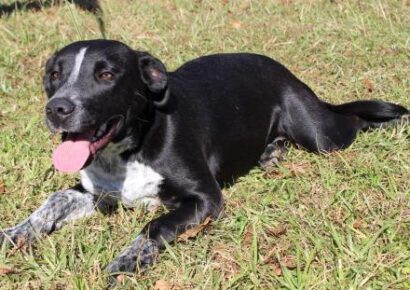 PAHS Pet of the Week: Meet Tansy! Friendly, Affectionate and Loving