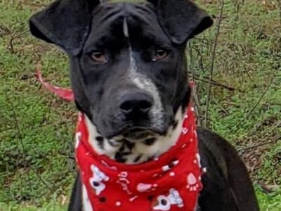 HSEC Pet of the Week: Meet Braxton! Super Sweet, Very Playful