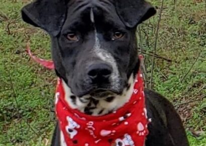 HSEC Pet of the Week: Meet Braxton! Super Sweet, Very Playful