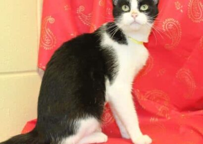 Autauga County Pet of the Week- Eleanor