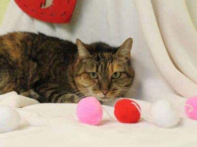 PAHS Pet of the Week: Meet Emma; Senior Girl has been Declawed, Should be Indoors