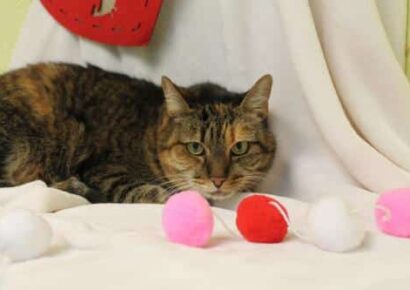 PAHS Pet of the Week: Meet Emma; Senior Girl has been Declawed, Should be Indoors