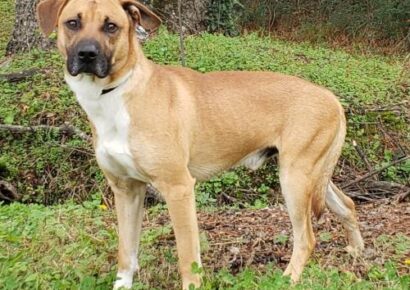 Elmore County Pet of the Week – Hound