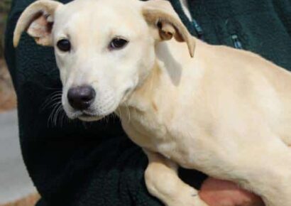 PAHS Pet of the Week: Meet Noelle! Playful, A bit Shy, Great with Kids