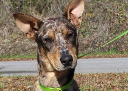 PAHS Pet of the Week: Meet Rain! Leash and House Trained